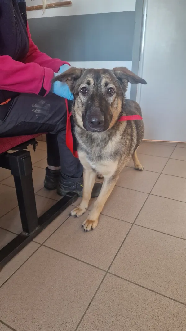 Znaleziono psa, Dobra, 4 lutego 2025 (3/3)