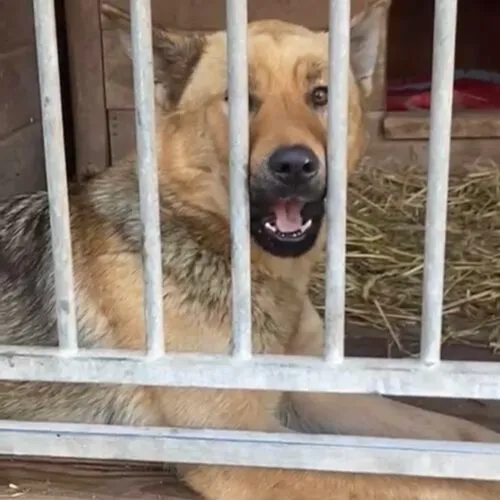 Pies do adopcji, Głowno, 4 lutego 2025 (4/5)