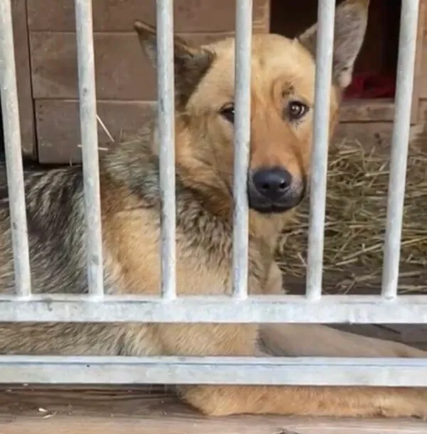 Pies do adopcji, Głowno, 4 lutego 2025 (5/5)