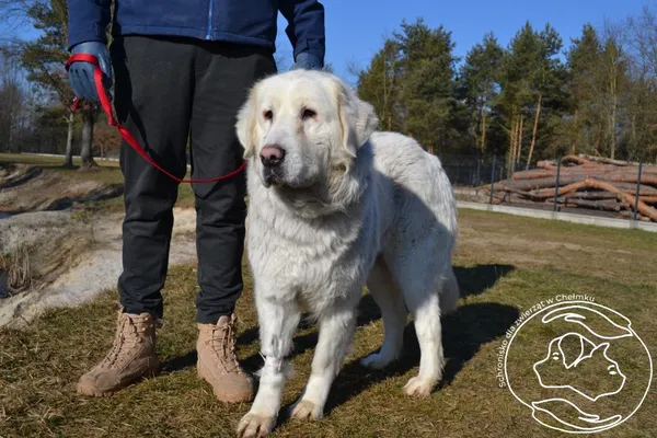 Pies do adopcji, Chełmek, 5 stycznia 2025