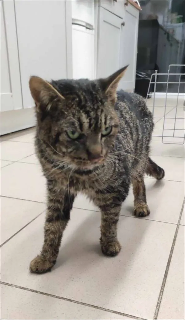 Znaleziono kota, Grudziądz, 4 lutego 2025