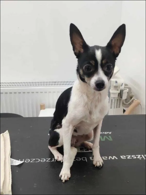 Znaleziono psa, Grudziądz, 4 lutego 2025