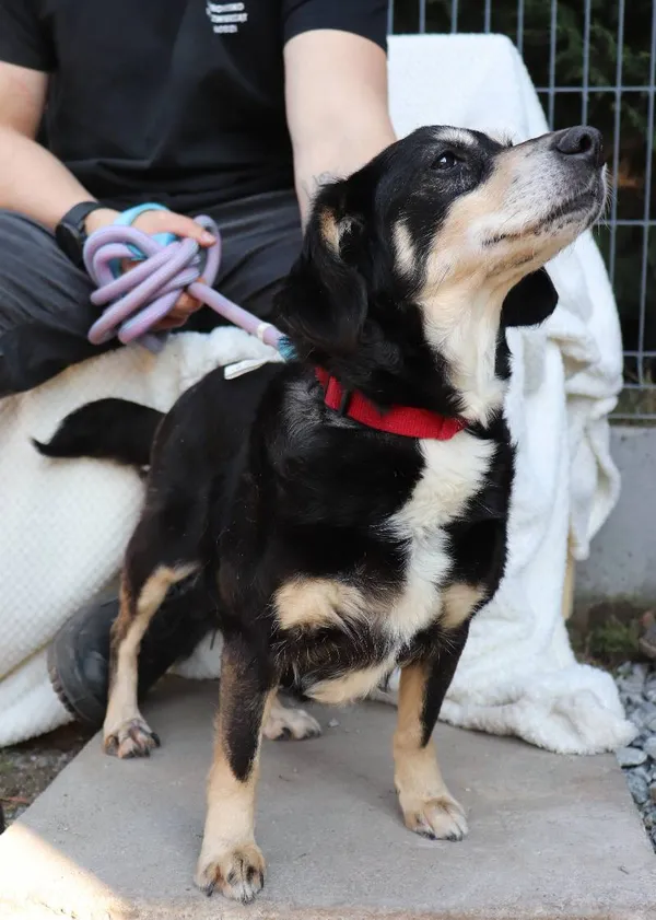 Znaleziono psa, Łódź, 4 lutego 2025 (5/5)