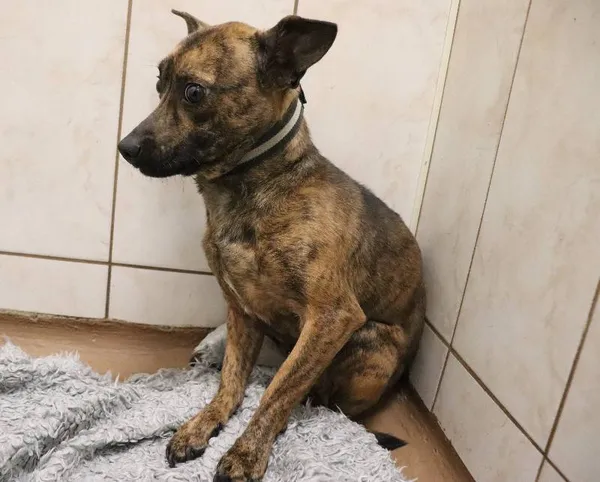 Znaleziono psa, Łódź, 4 lutego 2025 (1/2)