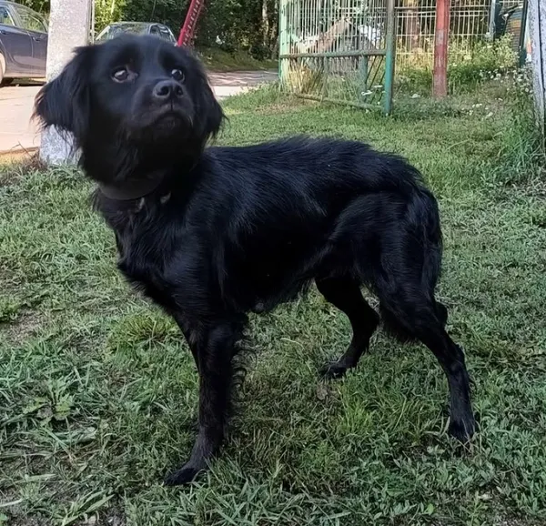 Znaleziono psa, Pieckowo, 5 lutego 2025 (1/5)