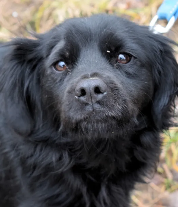 Znaleziono psa, Pieckowo, 5 lutego 2025 (3/5)