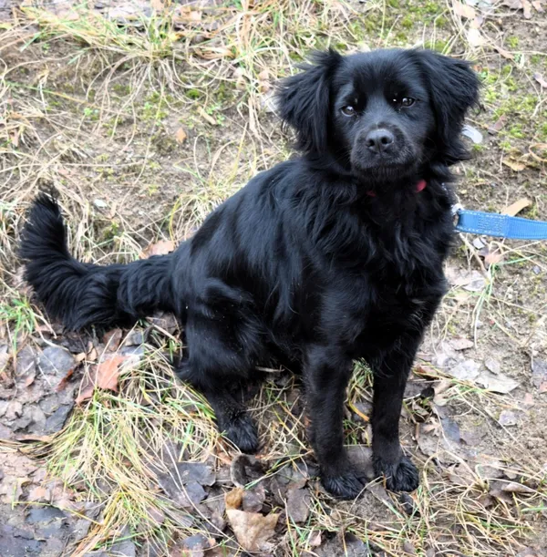 Znaleziono psa, Pieckowo, 5 lutego 2025 (4/5)