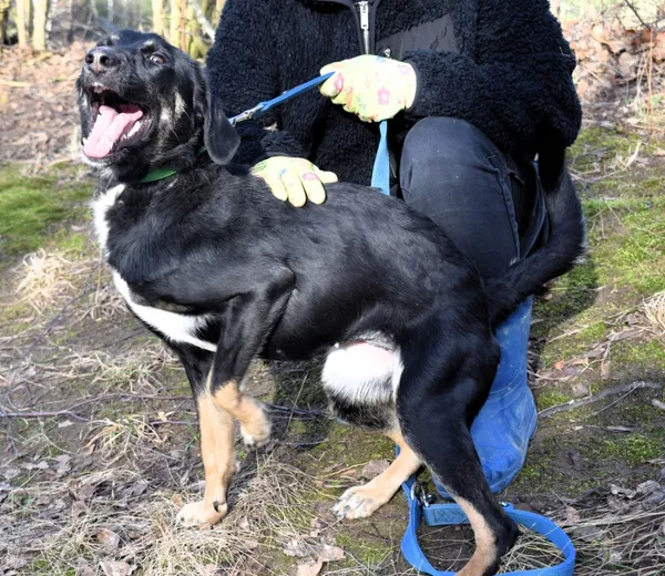 Znaleziono psa, Pieckowo, 5 lutego 2025 (3/5)