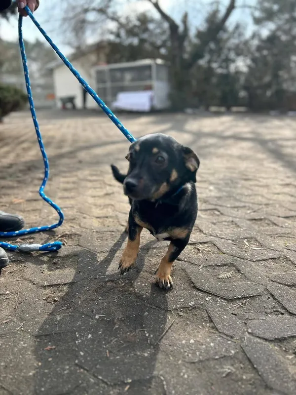 Pies do adopcji, Radom, 26 lutego 2025 (3/5)