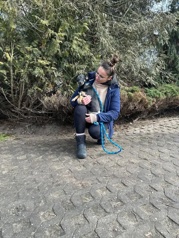 Pies do adopcji, Radom, 26 lutego 2025 (5/5)