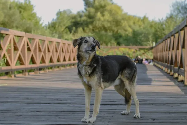 Pies do adopcji, Radom, 10 września 2025 (3/5)