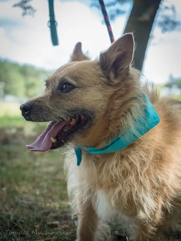 Pies do adopcji, Radom, 16 września 2025 (4/5)