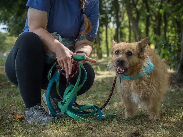 Pies do adopcji, Radom, 16 września 2025 (5/5)