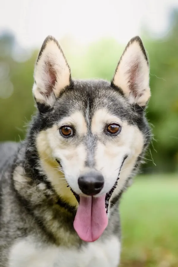 Pies do adopcji, Radom, 29 września 2025 (1/5)