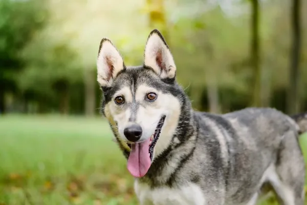 Pies do adopcji, Radom, 29 września 2025 (2/5)