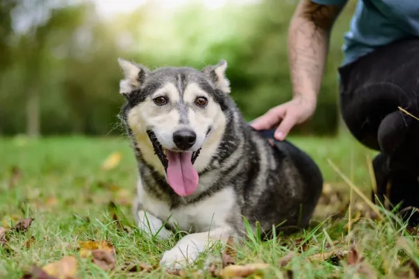 Pies do adopcji, Radom, 29 września 2025 (5/5)