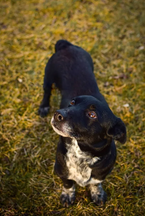 Pies do adopcji, Radom, 4 lutego 2025 (3/5)