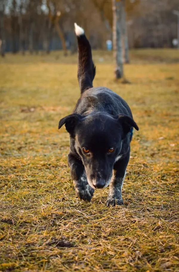 Pies do adopcji, Radom, 4 lutego 2025 (4/5)