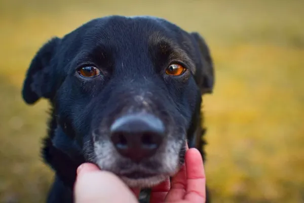 Pies do adopcji, Radom, 4 lutego 2025 (5/5)