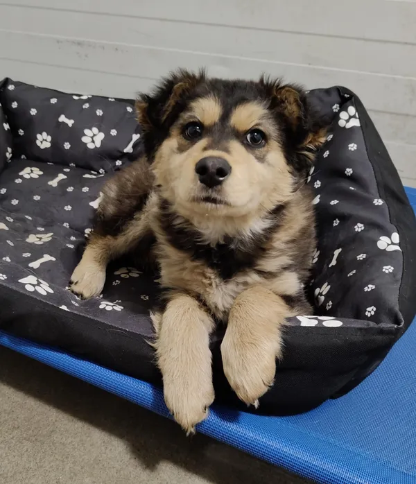 Pies do adopcji, Włocławek, 4 lutego 2025 (2/2)