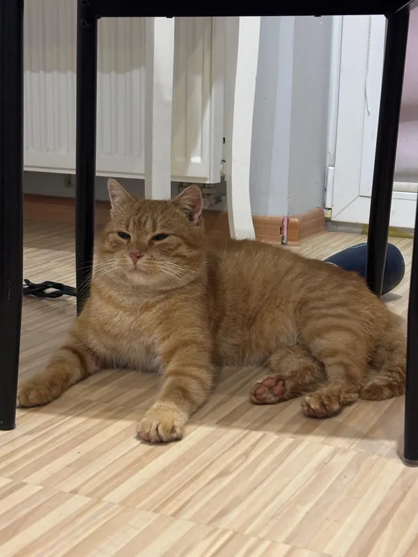 Znaleziono kota, Janów, 5 lutego 2025 (4/5)