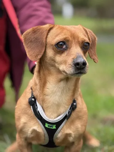 Pies do adopcji, Kraków, 21 stycznia 2025 (1/4)