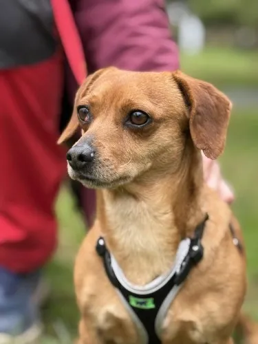 Pies do adopcji, Kraków, 21 stycznia 2025 (2/4)