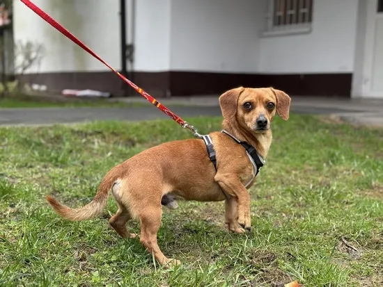 Pies do adopcji, Kraków, 21 stycznia 2025 (3/4)