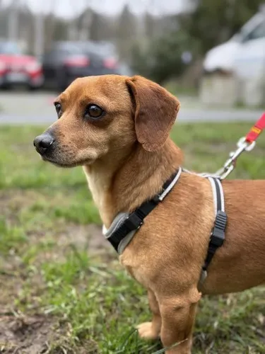 Pies do adopcji, Kraków, 21 stycznia 2025 (4/4)