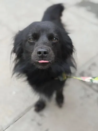 Pies do adopcji, Kraków, 21 stycznia 2025 (1/3)