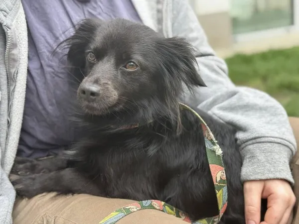 Pies do adopcji, Kraków, 21 stycznia 2025 (2/3)