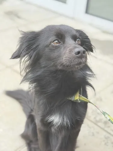 Pies do adopcji, Kraków, 21 stycznia 2025 (3/3)