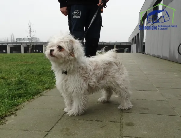 Znaleziono psa, Szczecin, 5 lutego 2025