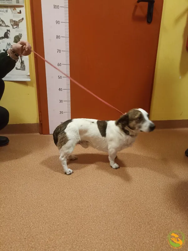 Znaleziono psa, Skałowo, 23 grudnia 2025