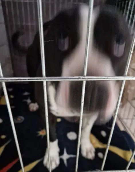 Znaleziono psa, Radom, 4 lutego 2025