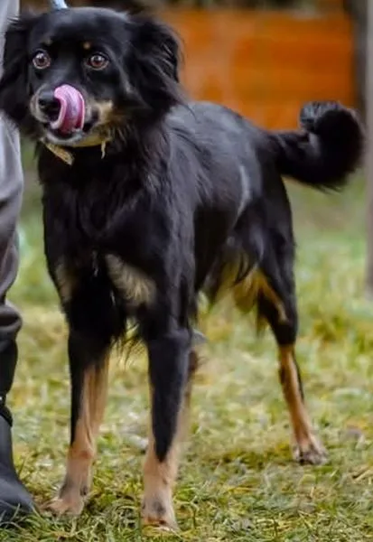 Znaleziono psa, Radom, 1 lutego 2025