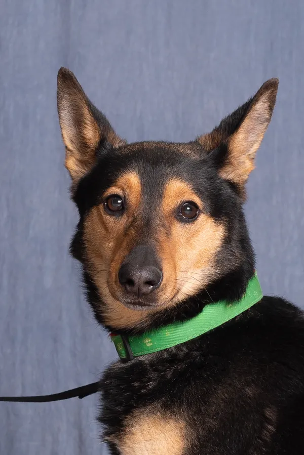 Pies do adopcji, Gdańsk, 24 czerwca 2024