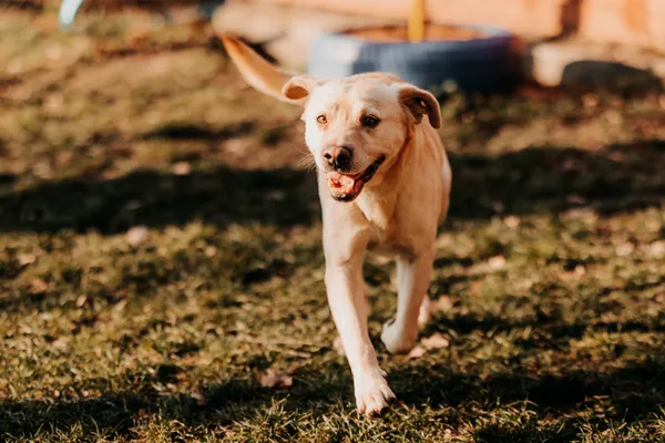 Pies do adopcji, Czartki, 5 lutego 2025 (2/5)