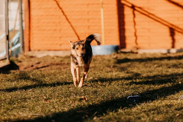 Pies do adopcji, Czartki, 5 lutego 2025 (1/4)