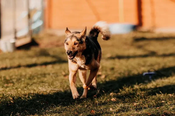 Pies do adopcji, Czartki, 5 lutego 2025 (2/4)