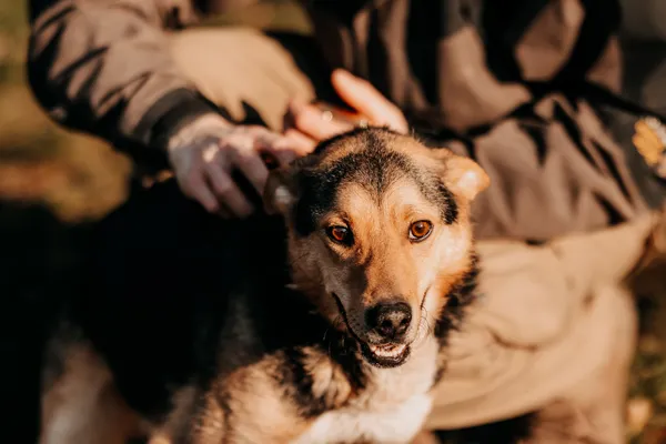 Pies do adopcji, Czartki, 5 lutego 2025 (3/4)