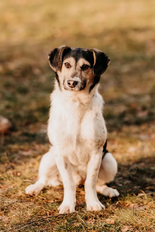 Pies do adopcji, Czartki, 5 lutego 2025 (2/5)