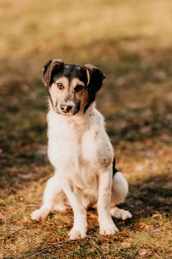 Pies do adopcji, Czartki, 5 lutego 2025 (3/5)