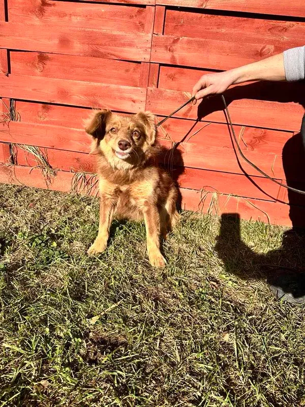 Znaleziono psa, Czartki, 5 lutego 2025