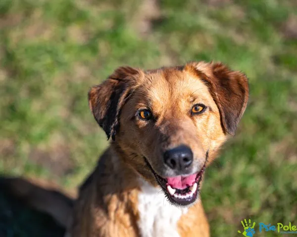 Znaleziono psa, Racławice, 4 lutego 2025 (1/5)