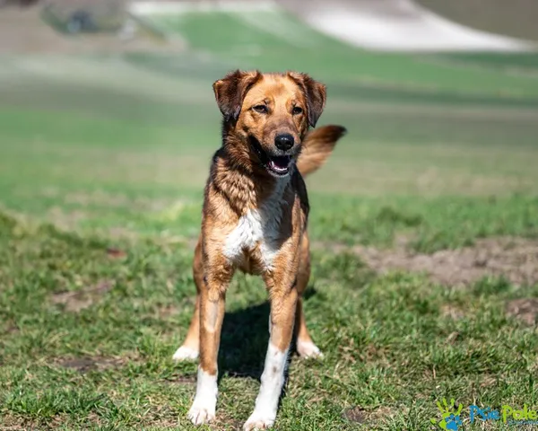 Znaleziono psa, Racławice, 4 lutego 2025 (2/5)