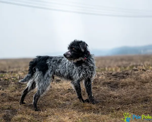 Znaleziono psa, Racławice, 4 lutego 2025 (4/5)