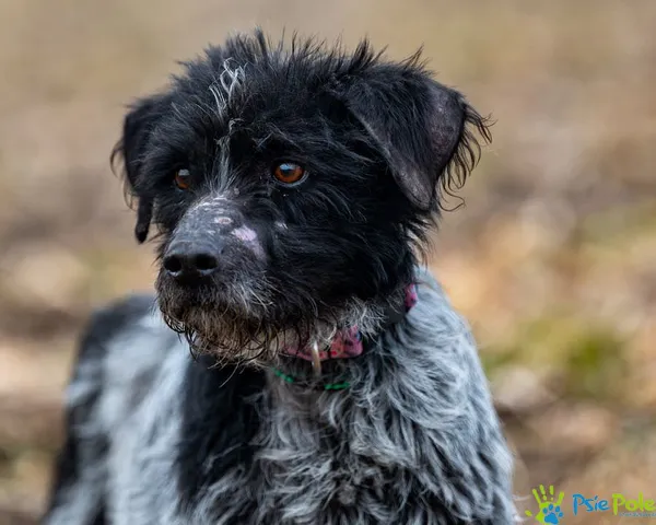 Znaleziono psa, Racławice, 4 lutego 2025 (5/5)