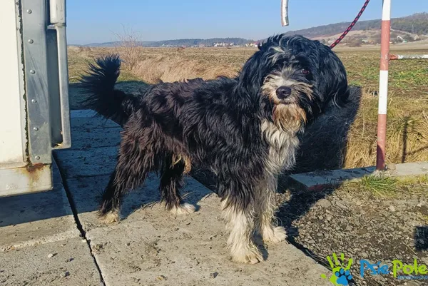 Znaleziono psa, Racławice, 3 lutego 2025 (1/5)