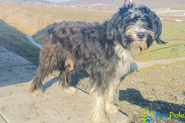 Znaleziono psa, Racławice, 3 lutego 2025 (2/5)